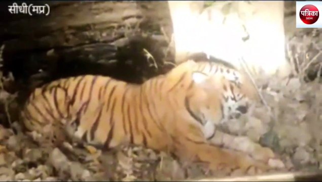 sidhi: ongoing treatment of injured tiger T-22
