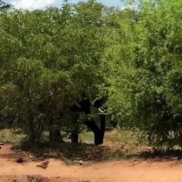 Un troupeau d'éléphants vient surprendre des touristes