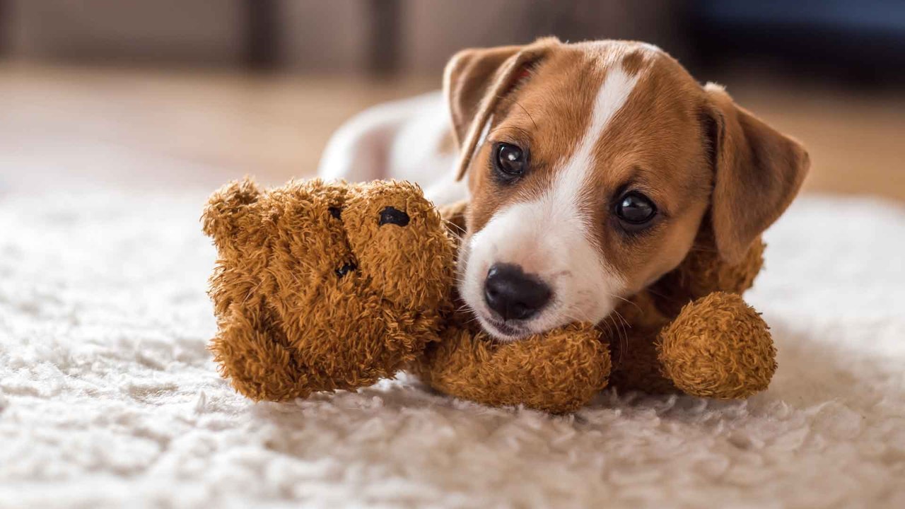 3 Tipps, um deinen Hund stubenrein zu bekommen