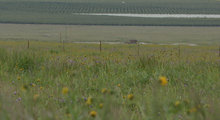 Wind Wolves Nature Preserve hosting 8th Annual Spring Nature Festival