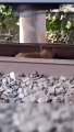 Watch Viral Video: When a train ran over a dog at a speed of 130
