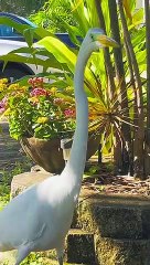 Great Egret's beautiful breeding plumage.