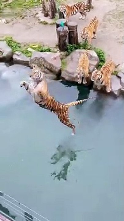 Cheeta food time