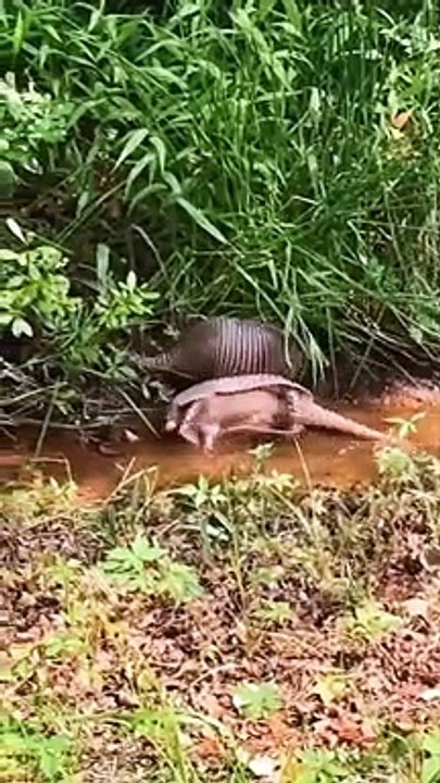 Armadillos 
