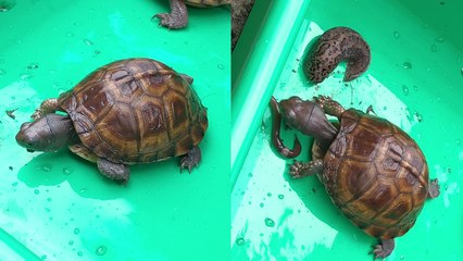 Hungry eastern box turtle chooses between a slug and a worm
