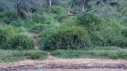 広口カバの恐るべきパワー！かじりライオン、クロコダイル、ノックライノ、ワイルドドッグ、ハイエナ、ゾウ