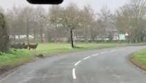 Mandria di cervi al galoppo attraversa la strada: il video è virale