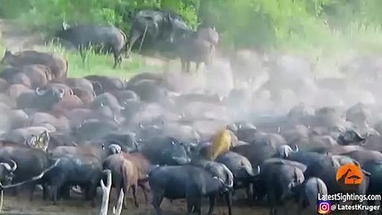 Stampeding Buffaloes Trample Lion