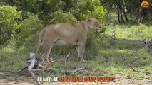 Rare Lion Birth Caught on Camera