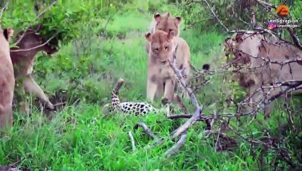 LIONS TRAP AND ATTACK OLD LEOPARD