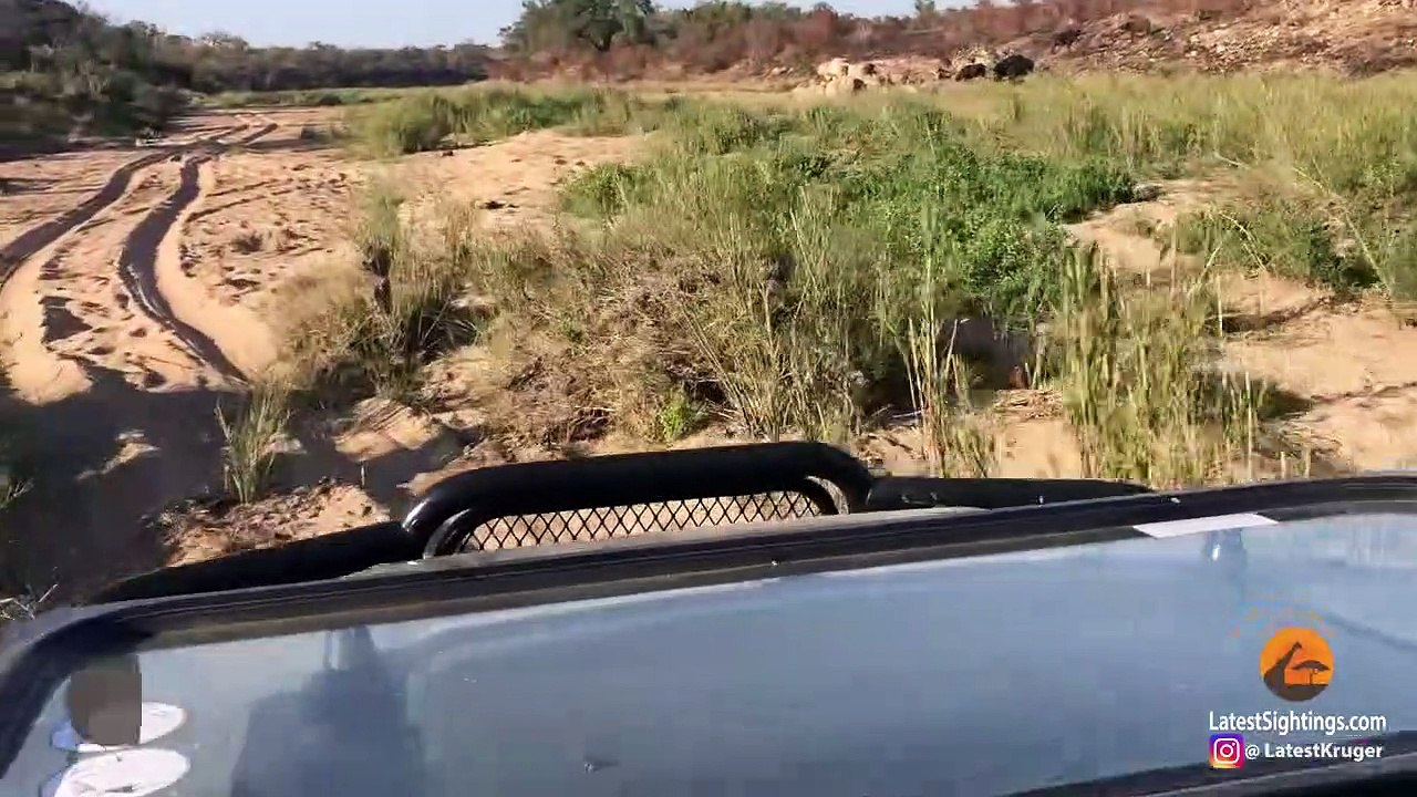 Lions Eat Buffalo While it Still Calls for Help