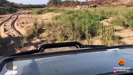 Lions Eat Buffalo While it Still Calls for Help