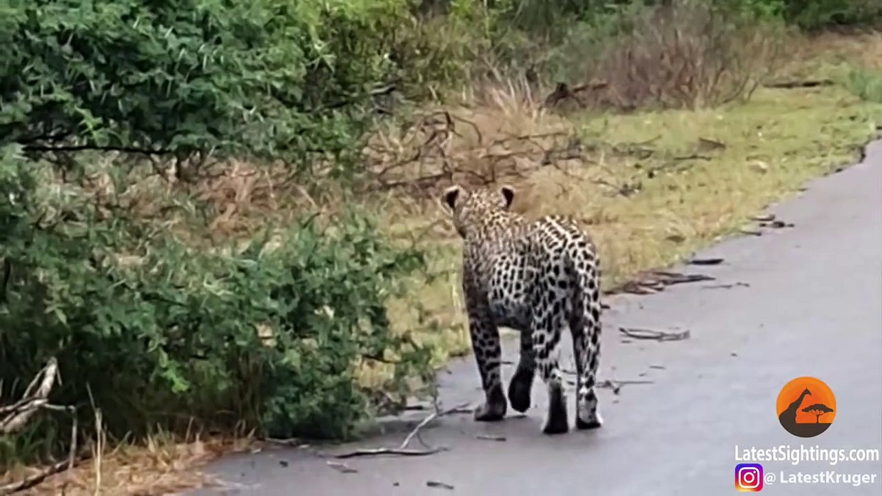 Lion Attacks Leopard in Road