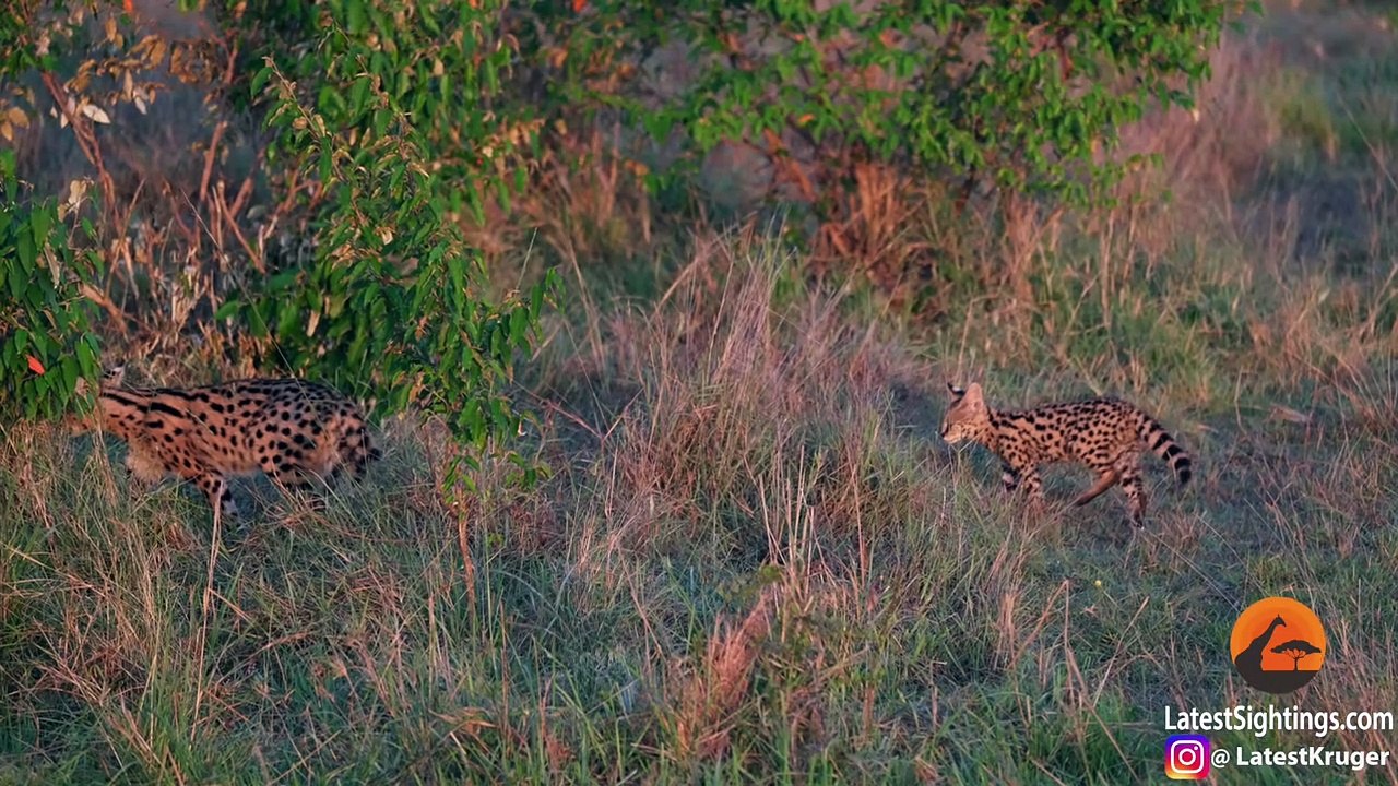 Serval Kitten vs Lion