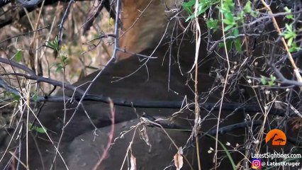 Wild Dog Plays Dead To Escape Lions