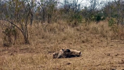 Spotted Hyenas at Den - Live Stream