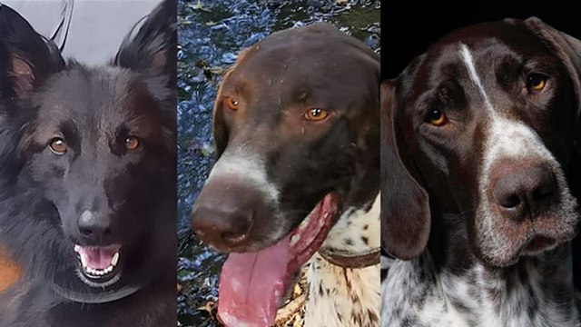 « On est sous le choc » : trois chiens meurent empoisonnés lors du championnat de France de Canicross