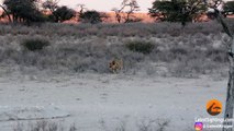 Hyena Walks Right Into 3 Male Lions