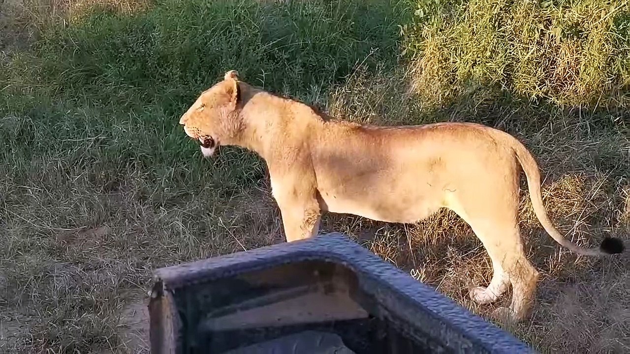 LIONS - LIVE!