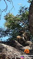 Baboon Adopts and Grooms Lion Cub   UNBELIEVABLE!