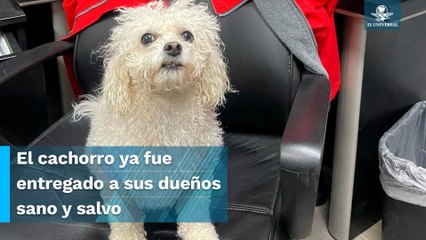 ¡Todo un héroe! Socorrista rescata a perrito que nadaba mar adentro y se vuelve viral
