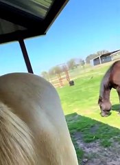 It's Peppy's World And We're Just Living In It