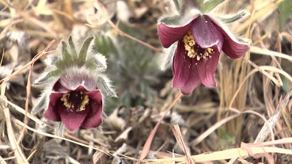 [영상] '할미꽃'도 활짝...봄기운 완연한 남도 / YTN