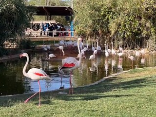 حدائق الحيوان في المملكة العربية السعودية: أفضل 8 لقضاء يوم مثالي مع الأطفال!