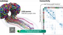 Cientistas criam mapa detalhado do cérebro de um inseto