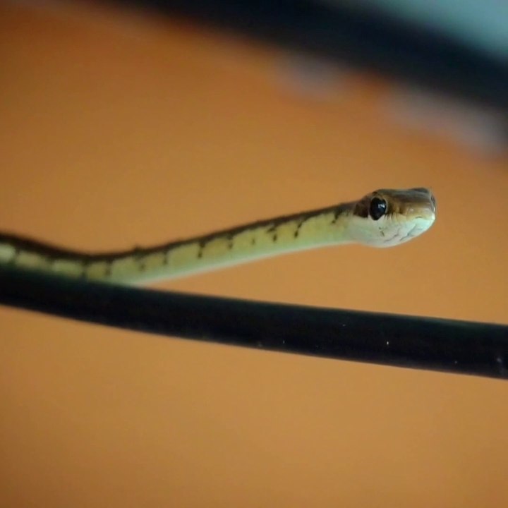 Interesting facts about Snakes