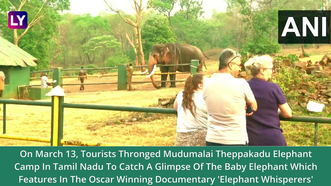 After ‘Elephant Whisperers’ Bags An Oscar; Tourists Throng To See Baby Jumbo Featuring In Guneet Monga’s Documentary