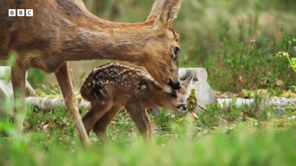 Wild Isles  - Trailer - BBC
