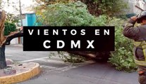 Lo que el viento nos dejó en CDMX