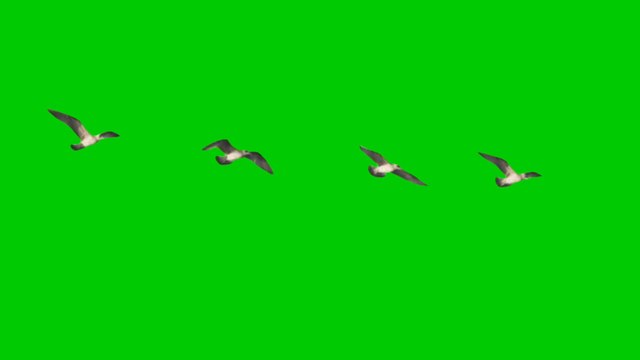 Birds flying Green screen video effect HD Footage no copyright