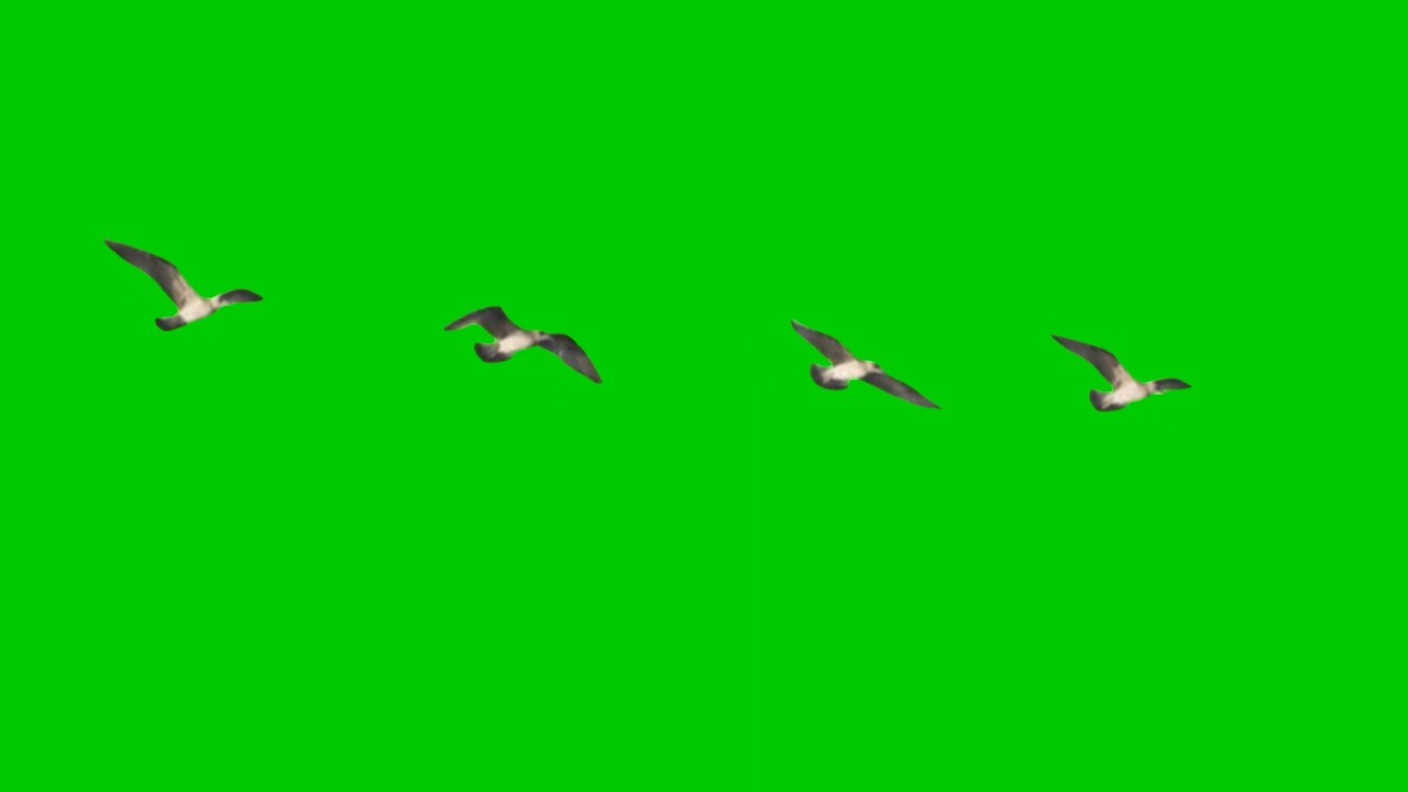 Birds flying Green screen video effect HD Footage no copyright