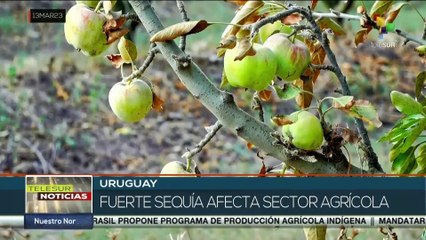 Uruguay: Fuerte sequía afecta al sector agrícola