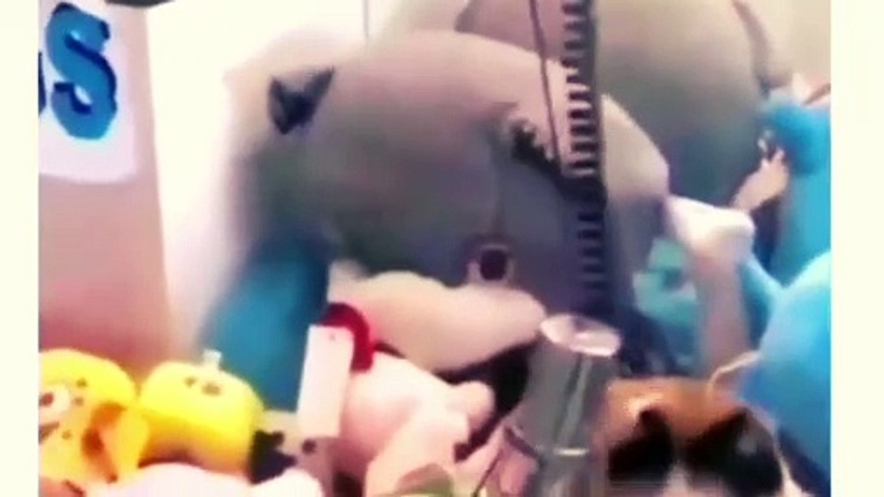 Funny Animals 2023  - Funny Cats And Dogs 2023 Video - 07  -  Funniest Cats And Dogs Video 2023