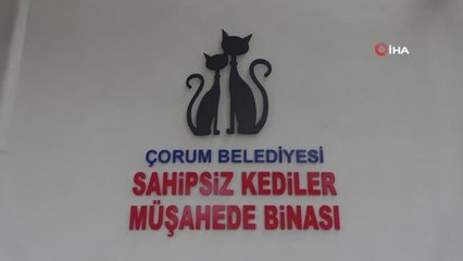 Sokak kedilerine konforlu barınak