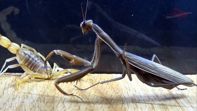 У богомола нет пути к освобождению. Он точно бы умер в любом случае.