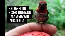 Beija-flor e ser humano; a amizade inusitada que já conquistou mais de 2 milhões de seguidores