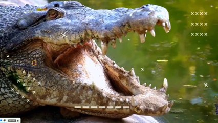 Download Video: क्यो मगरमच्छ अपना जीभ बाहर नही निकाल पाता ?? Why can't the crocodile stick out its tongue?? #viral #shorts  #amazingfacts  #factsinhindi #viralvideo #amzingfactsinhindi