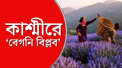 কাশ্মীরে ল্যাভেন্ডার চাষ