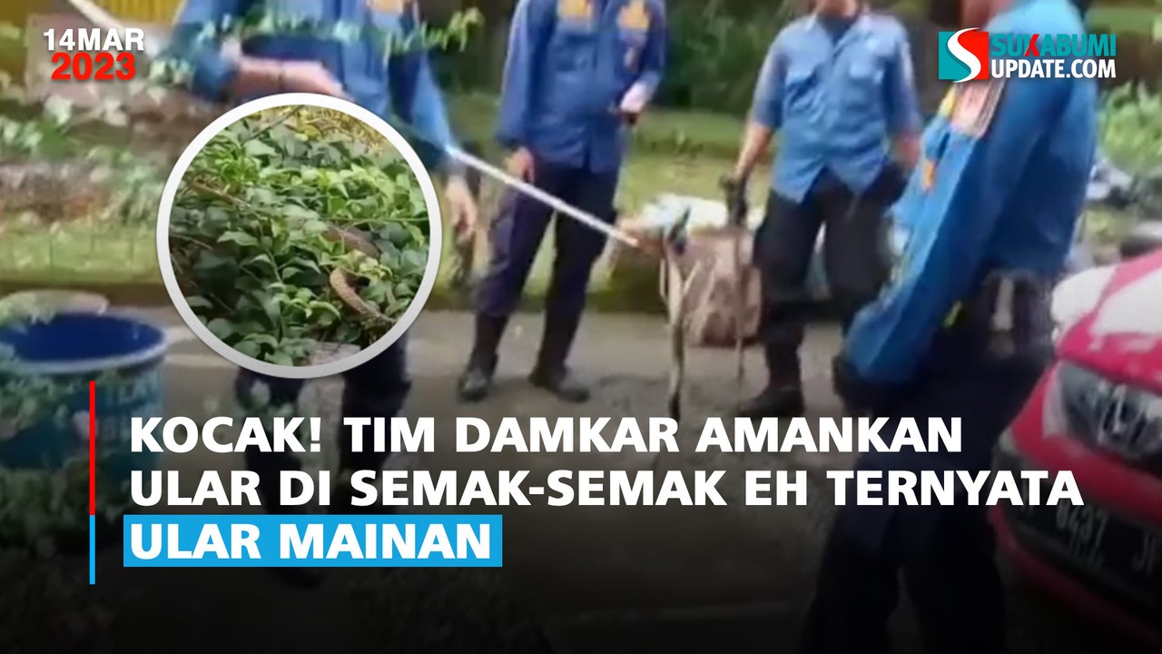 Kocak! Tim Damkar Amankan Ular di Semak-Semak Eh ternyata Ular Mainan
