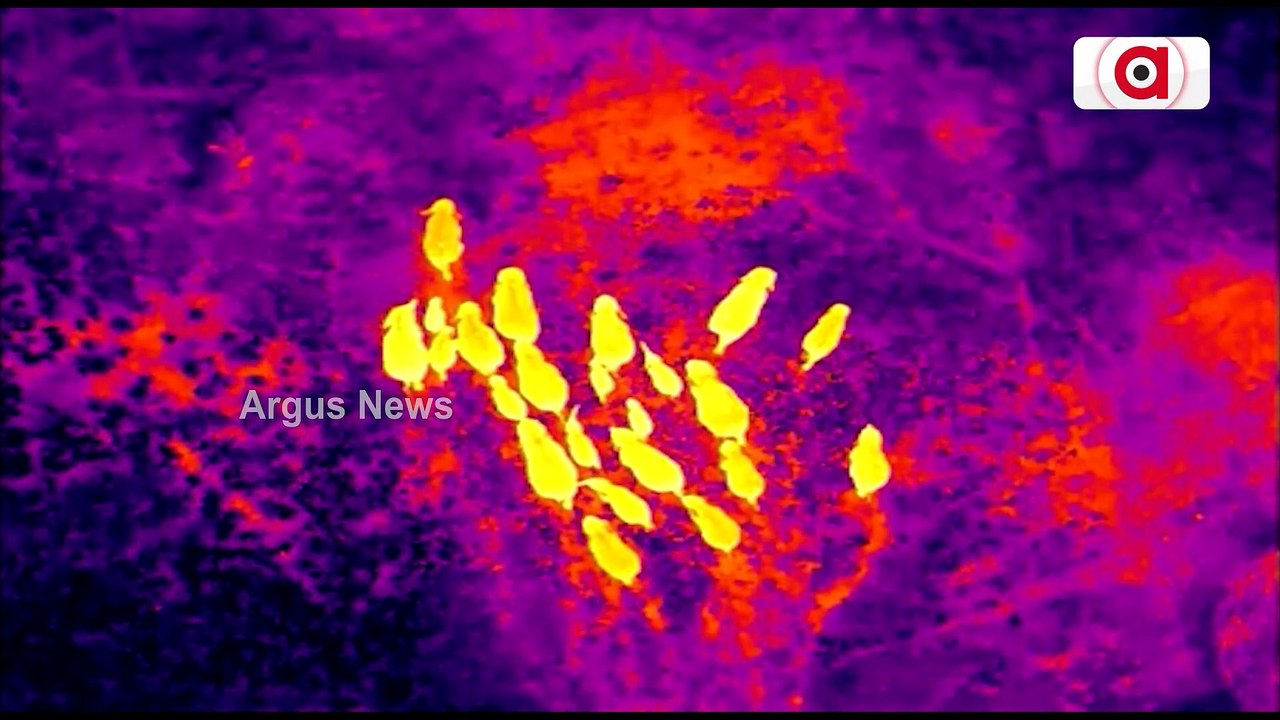 Odisha: Forest Department Ropes In Thermal Drone To Monitor Jumbo Movement
