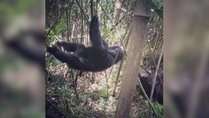 Apes deliberately spin around in order to make themselves dizzy, researchers discover