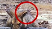 Crow eating worms from the deer's head