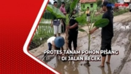 Pohon Pisang Ditanam di Jalan Becek, Aksi Protes Warga Desa Pranggong Indramayu