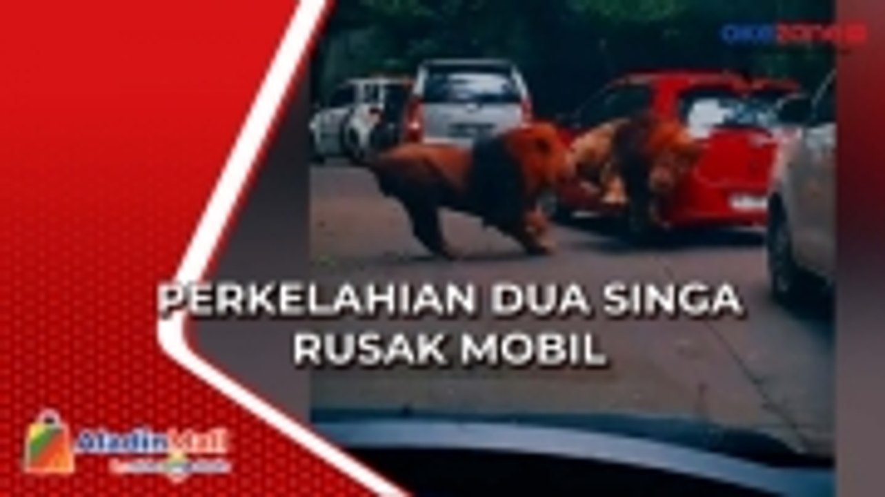 Perkelahian Dua Singa, Satu Mobil jadi Korban Seruduk
