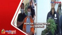 Pemuda Tanam Ganja di Cibinong, Polisi Tangkap Buronan Interpol Pemilik Ratusan Kg Ganja