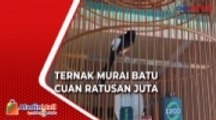 Menengok Bisnis Ternak Burung Murai Batu Beromzet Jutaan Rupiah